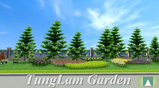 thiết kế sân vườn 5